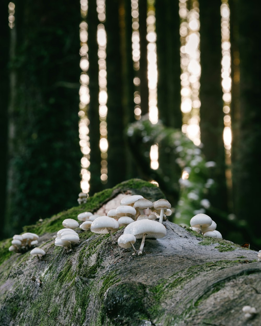 white mushrooms on brown tree trunk