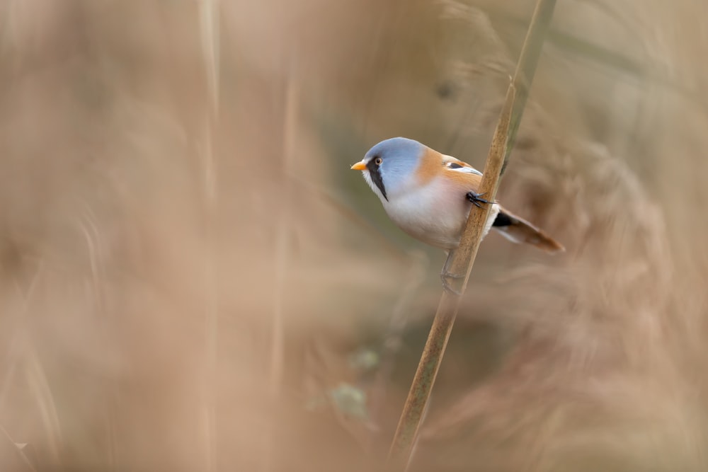 white and blue bird on brown tree branch