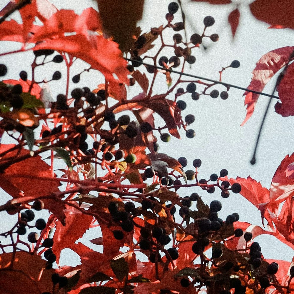 red and black round fruits