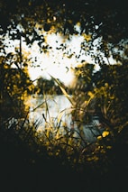 Sunlight filtering through lush greenery near the natural water source.