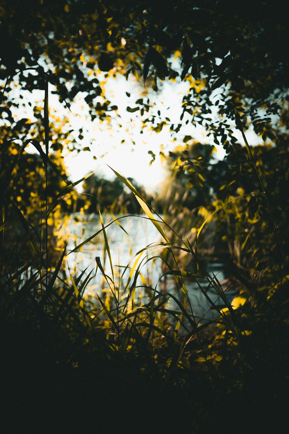 green grass near body of water during daytime