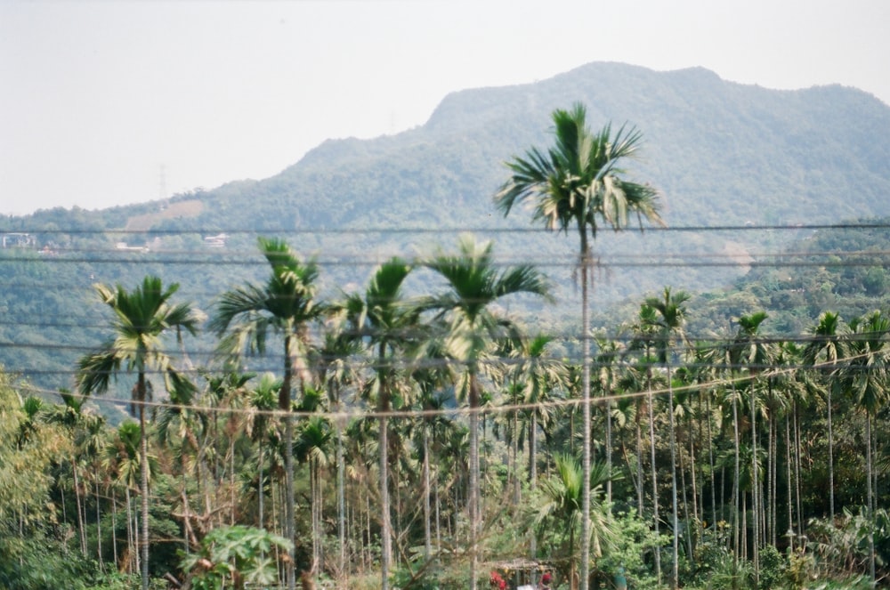 green palm trees near mountain during daytime