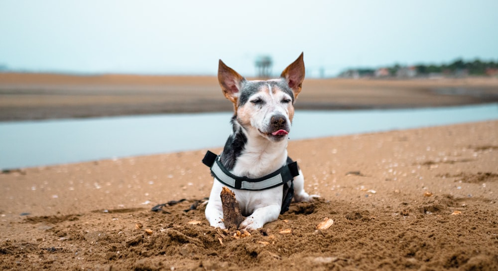 white and brown short coated dog on brown sand during daytime