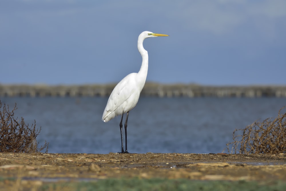 oiseau blanc sur un champ brun près d’un plan d’eau pendant la journée