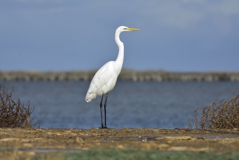 weißer Vogel tagsüber auf braunem Feld in der Nähe von Gewässern
