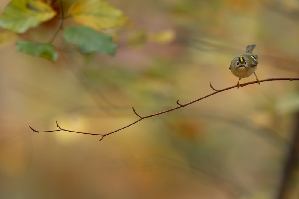 brown and white bird on brown tree branch