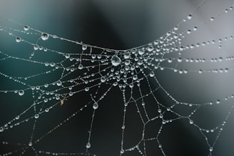 spider web in close up photography