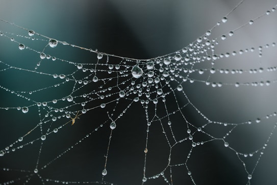 spider web in close up photography