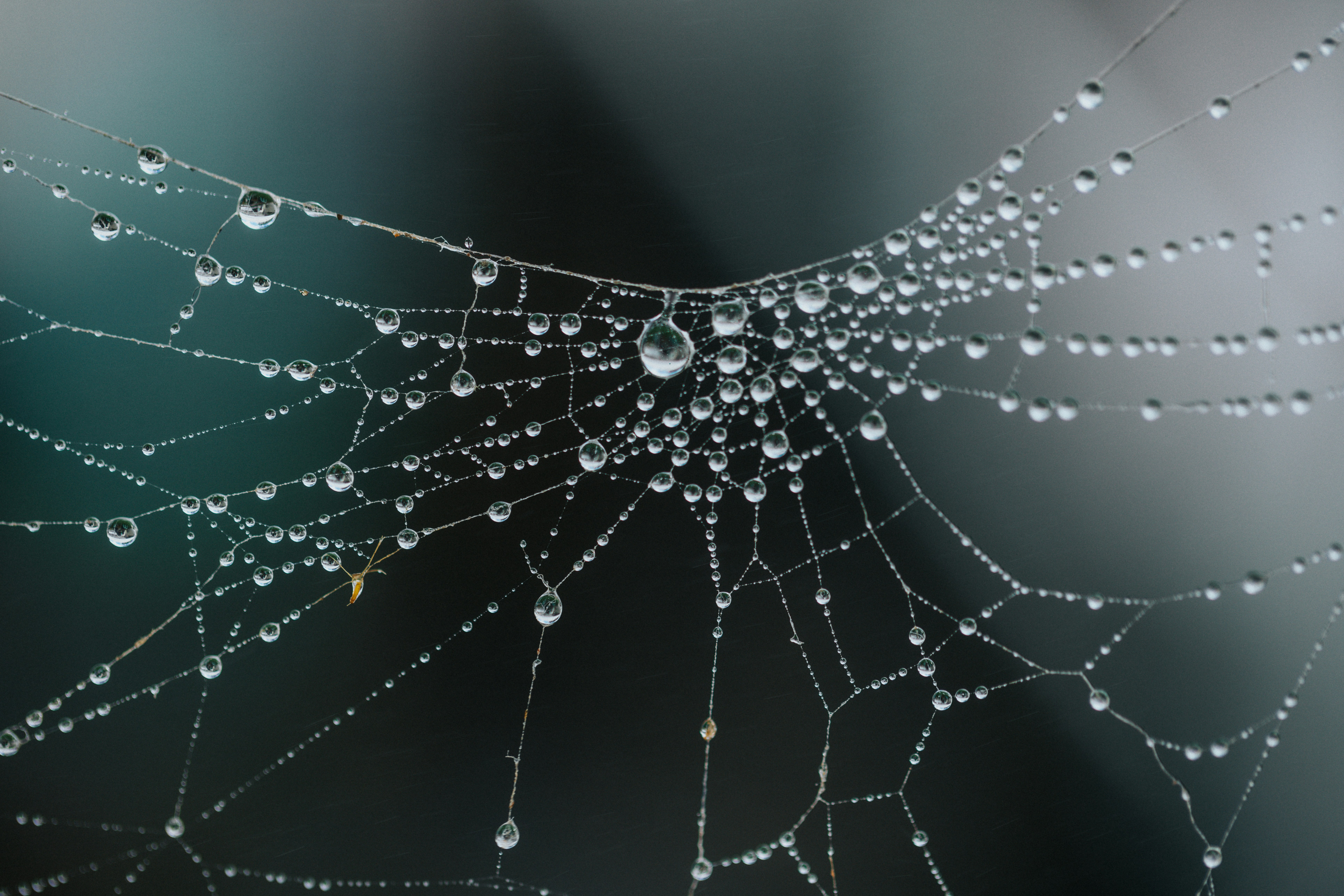 spider web
