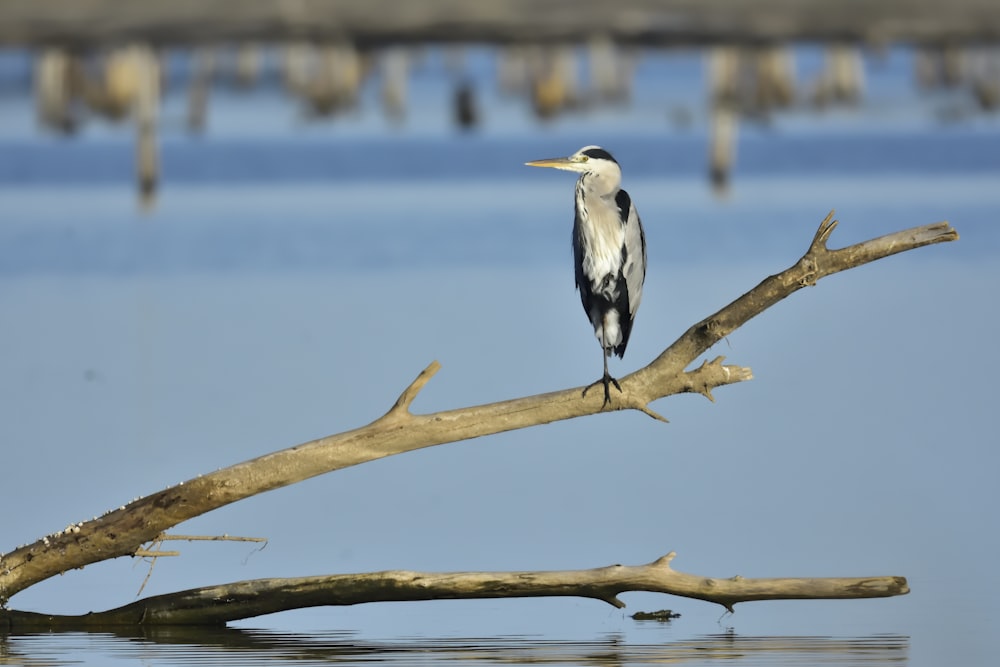 black and white bird on brown tree branch during daytime