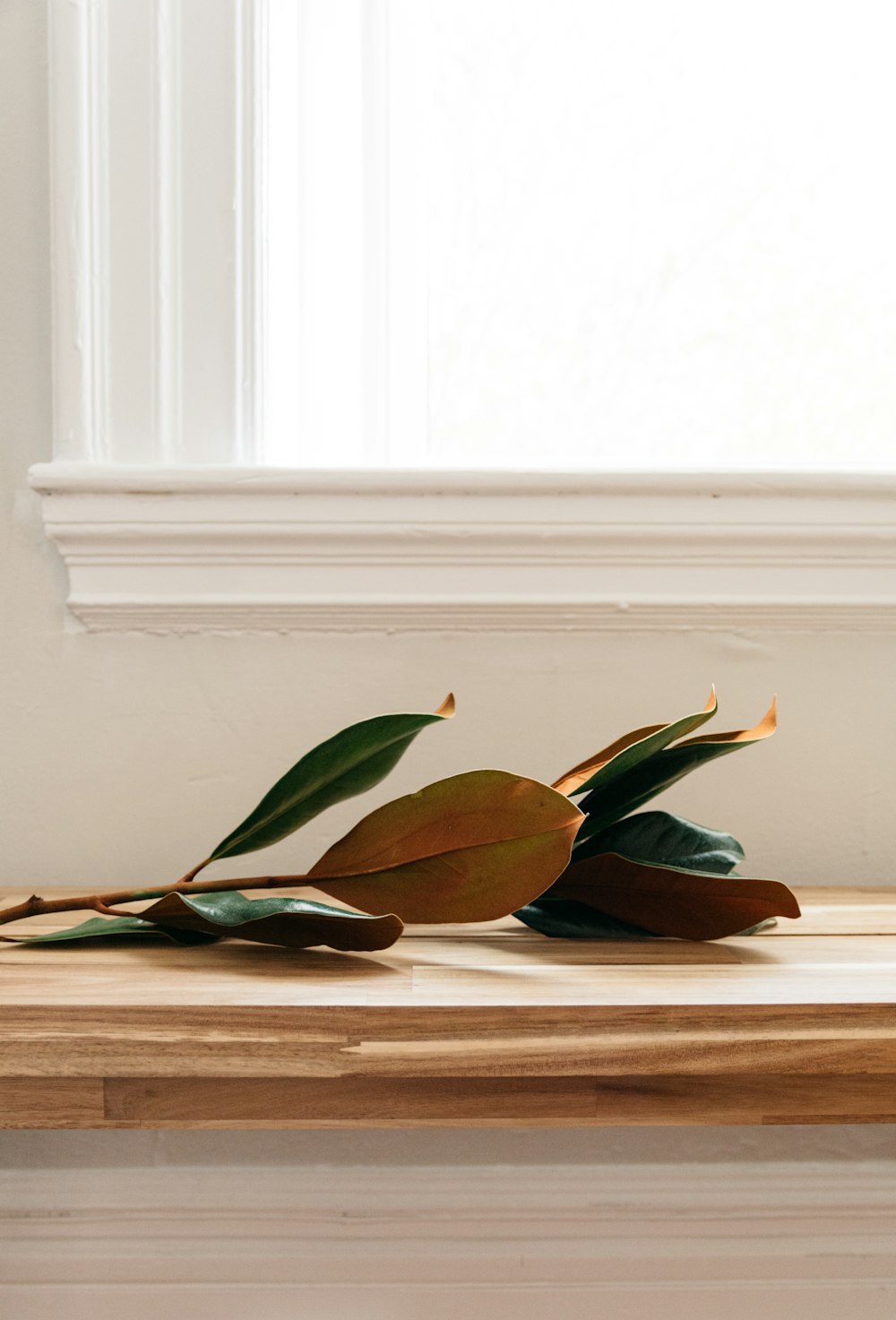 green leaves on brown wooden table