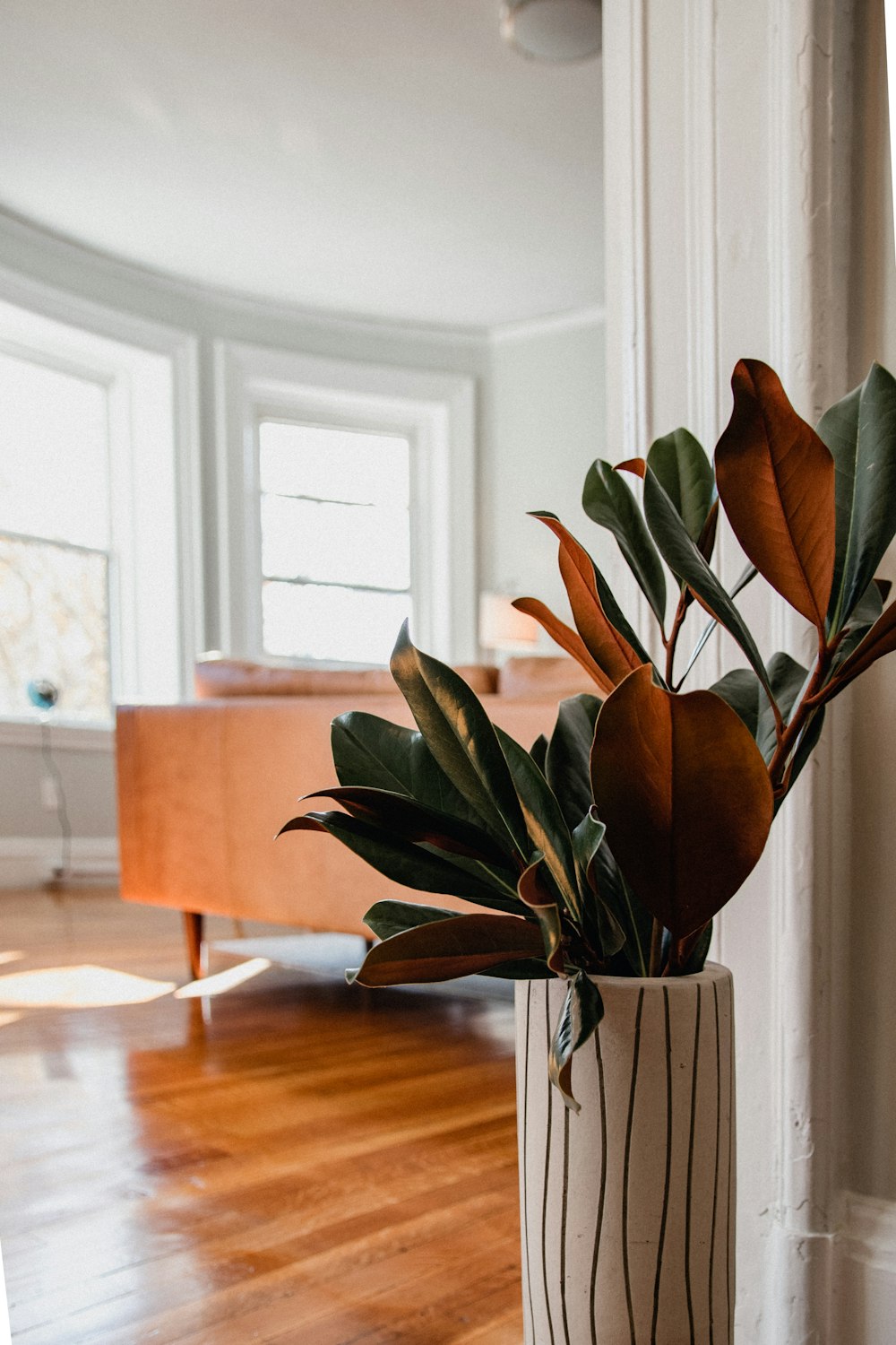 plante verte sur table en bois marron