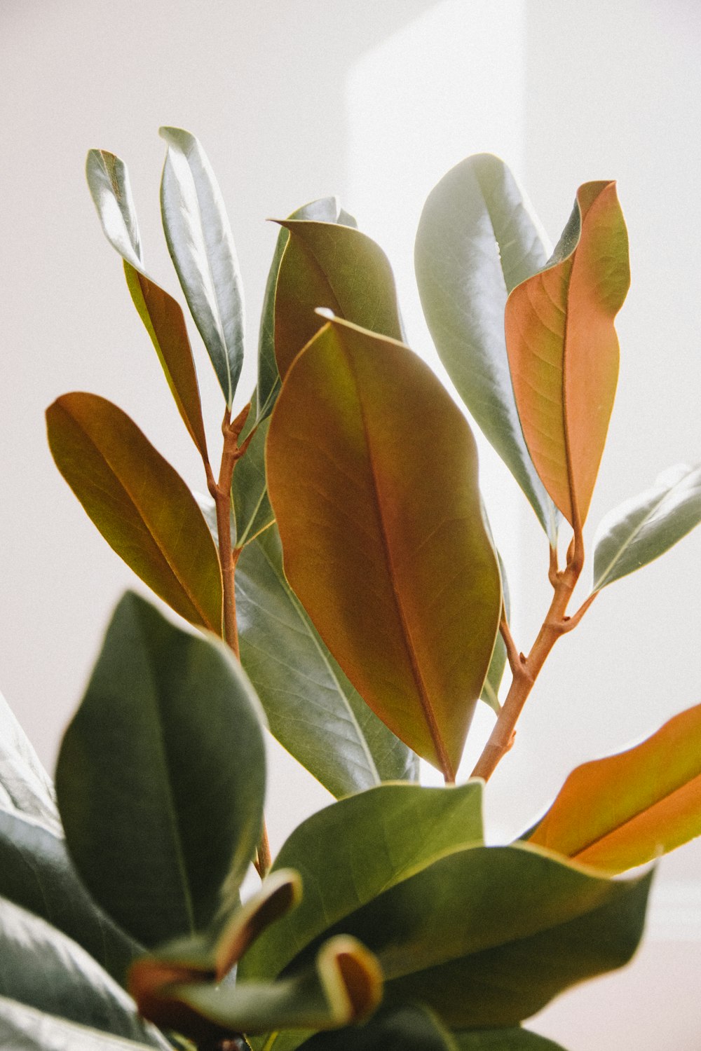 green leaves in white room