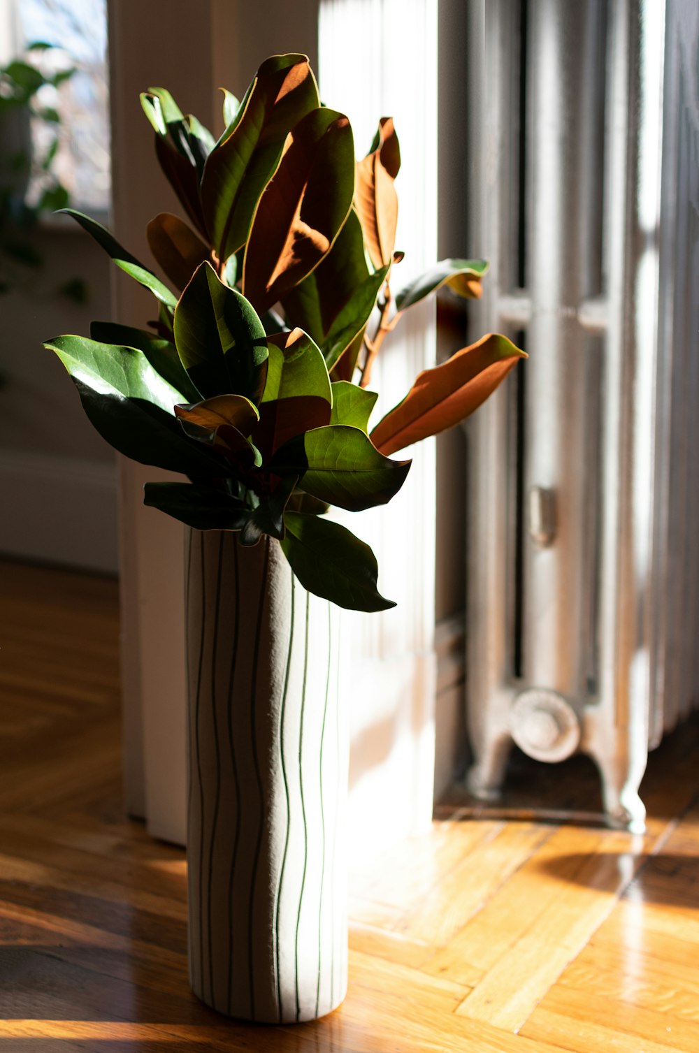 green plant on white ceramic pot