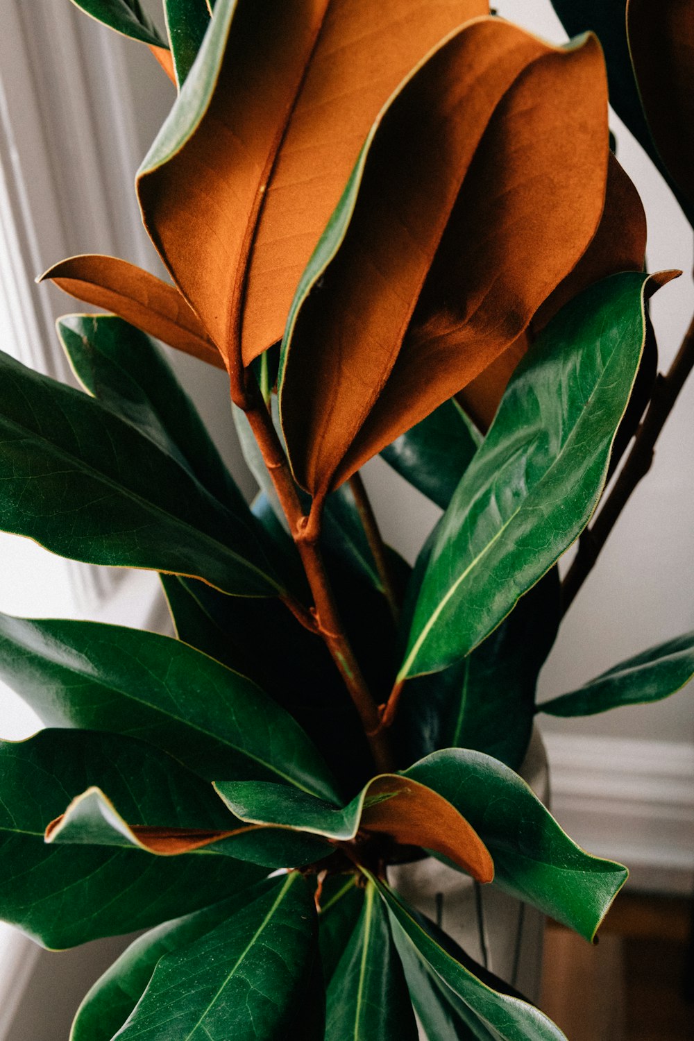 green and brown plant in close up photography