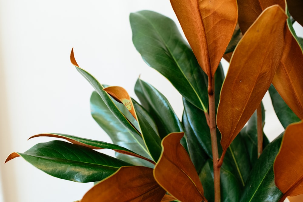 green and brown leaves during daytime