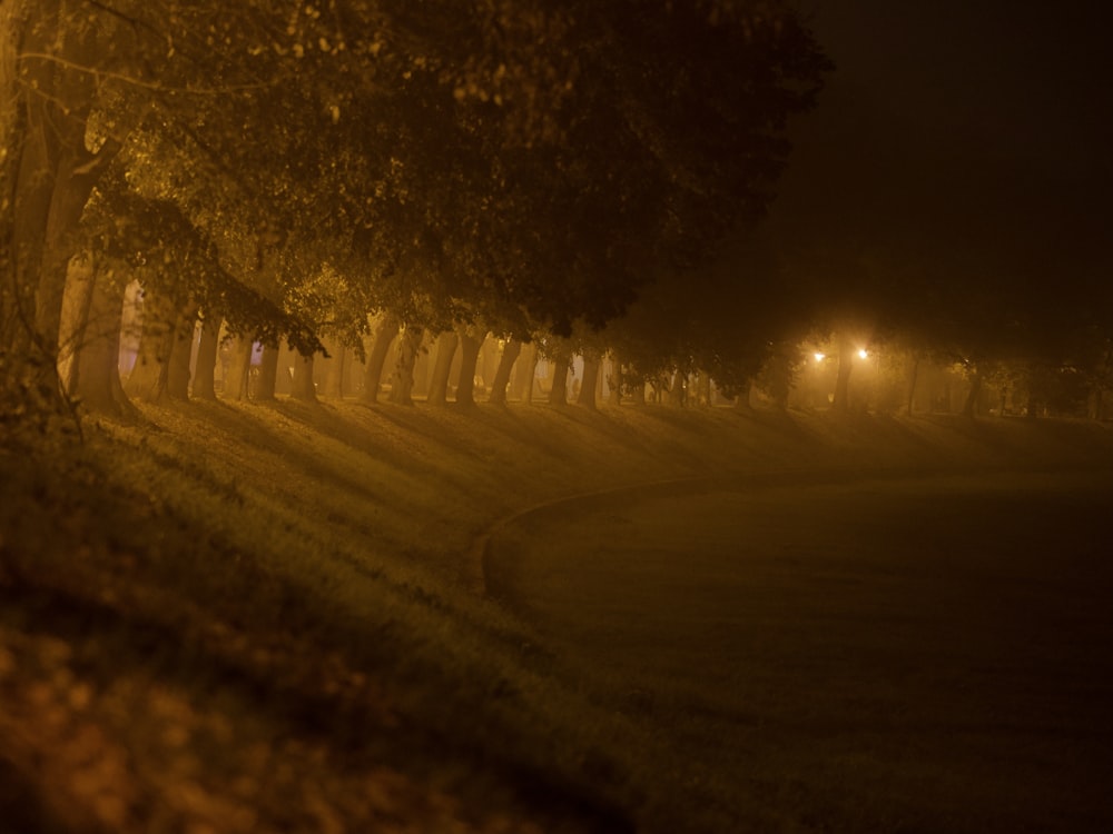 road in between trees during night time