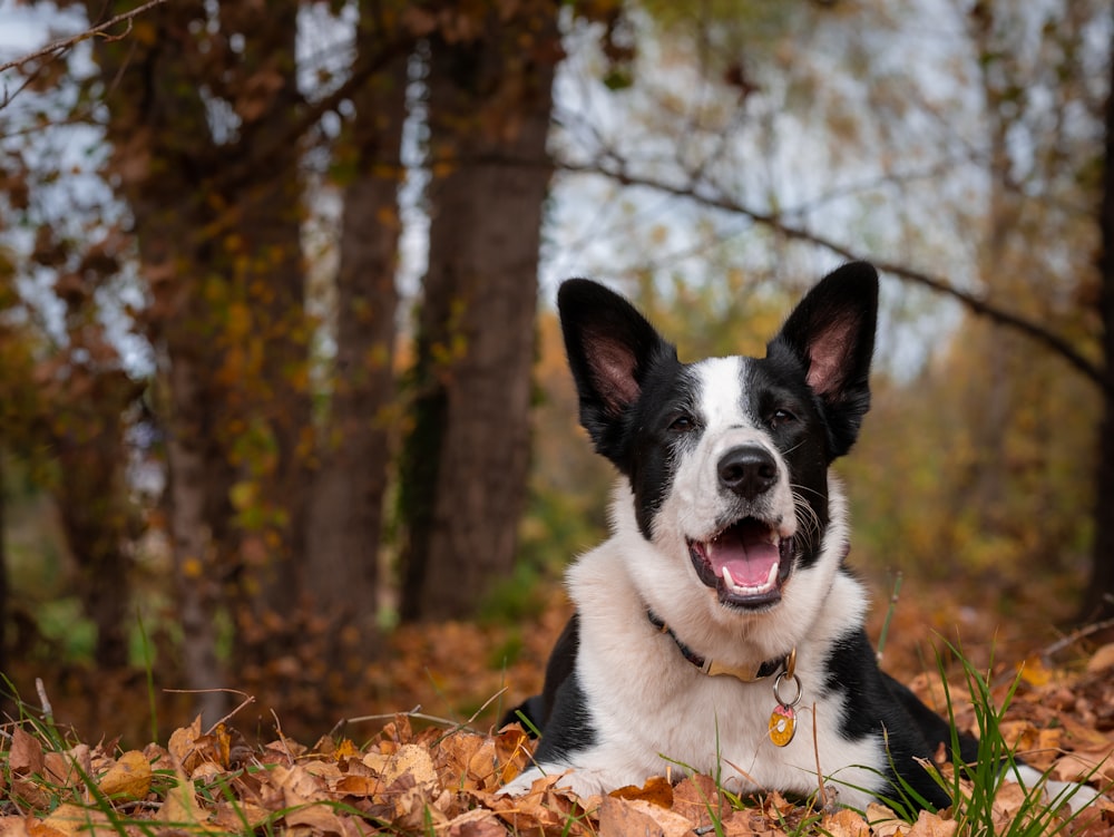 black and white border collie lying on dried leaves