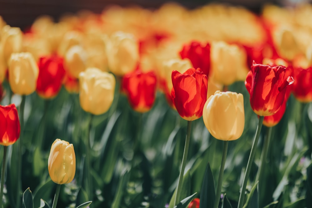 red and yellow tulips in bloom during daytime