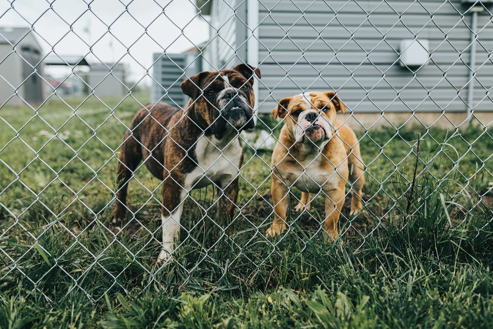 brown and white short coated dog on green grass field during daytime