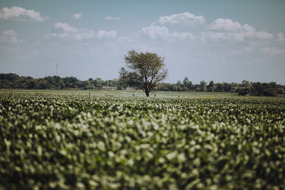 green tree in the middle of green grass field during daytime