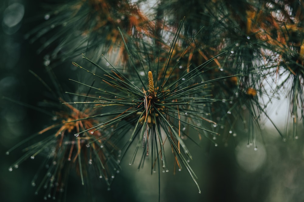 water droplets on brown plant stem in tilt shift lens