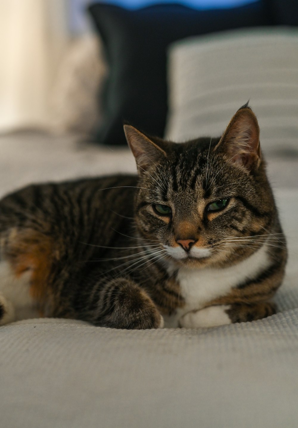 brown tabby cat lying on white textile