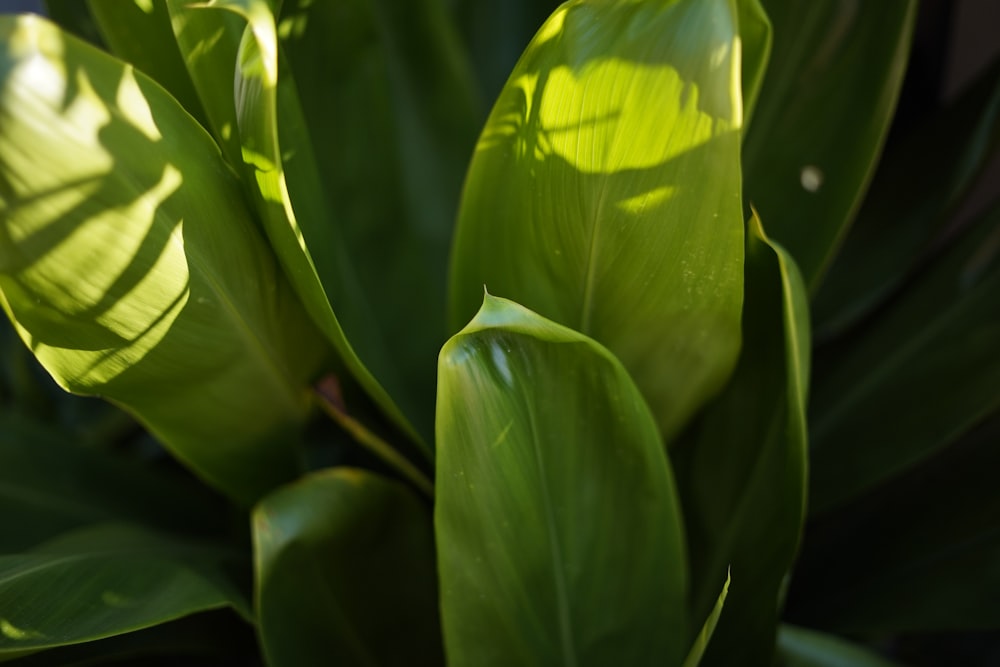 green leaf plant in close up photography