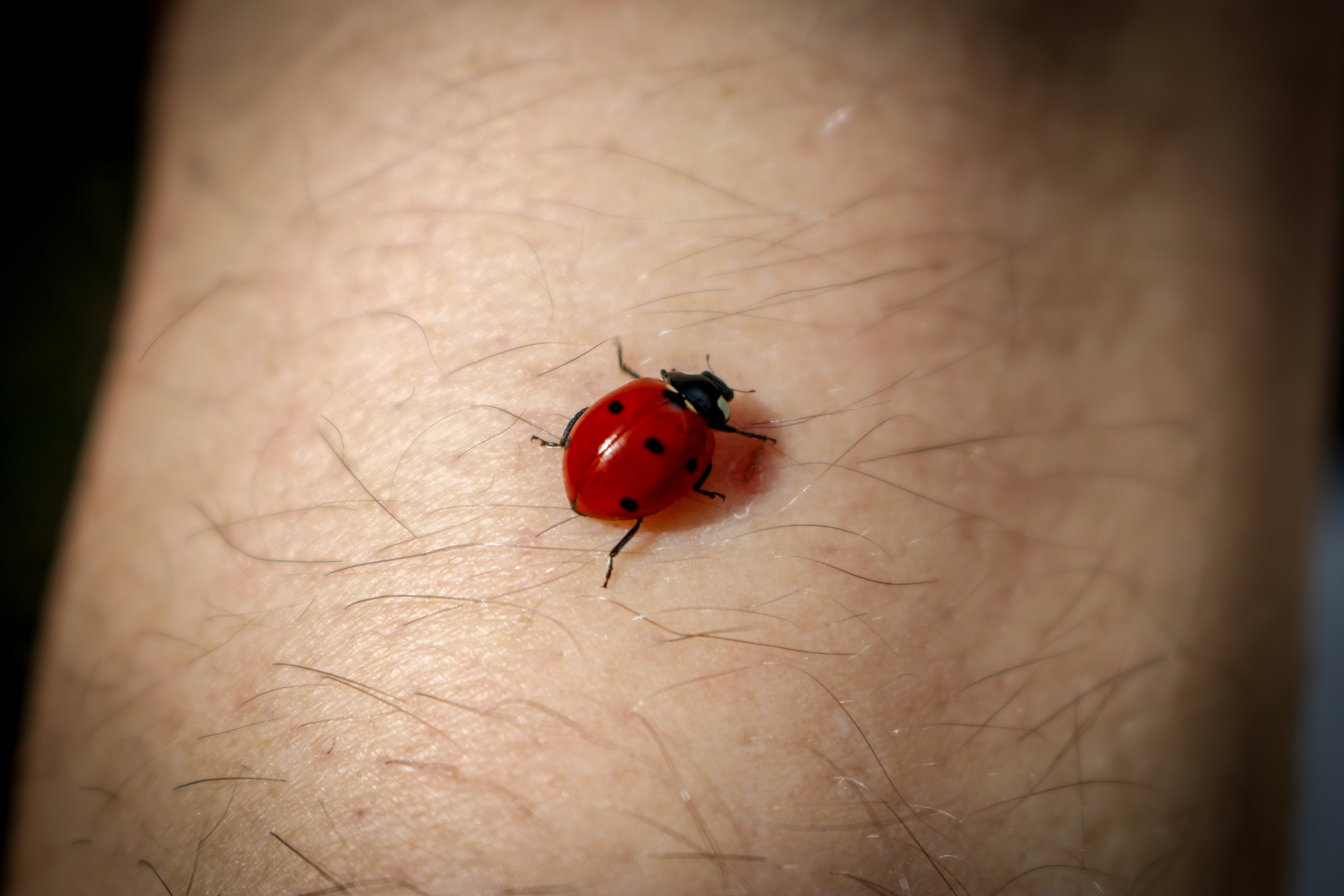 Understanding the Kissing Bug Disease: A Growing Concern in the U.S.