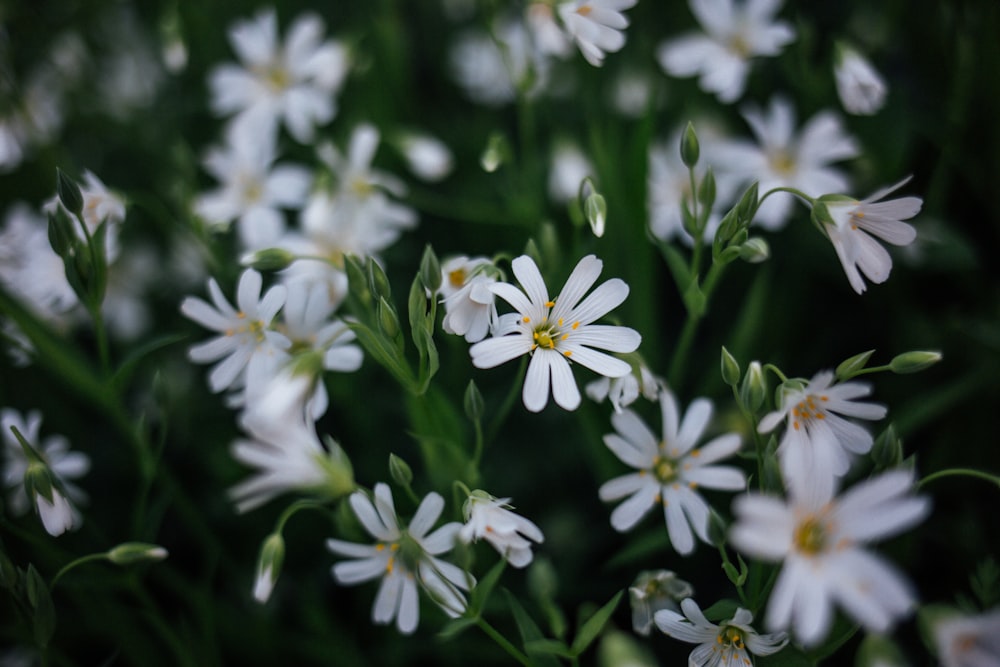 white flowers with green leaves