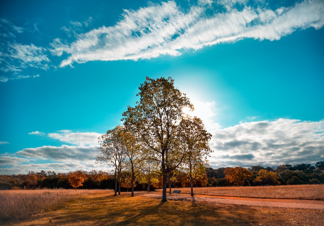 leafless tree on brown field under blue sky and white clouds during daytime