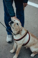 A golden retriever dog, wearing a red and black harness, sits on the ground and looks up with a gentle expression while being petted by a person in blue clothing. The person is holding a leash, and a part of their body and white sneakers are visible.