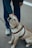 A golden retriever dog, wearing a red and black harness, sits on the ground and looks up with a gentle expression while being petted by a person in blue clothing. The person is holding a leash, and a part of their body and white sneakers are visible.
