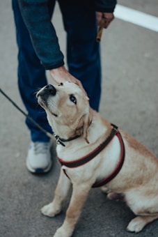 A golden retriever dog, wearing a red and black harness, sits on the ground and looks up with a gentle expression while being petted by a person in blue clothing. The person is holding a leash, and a part of their body and white sneakers are visible.