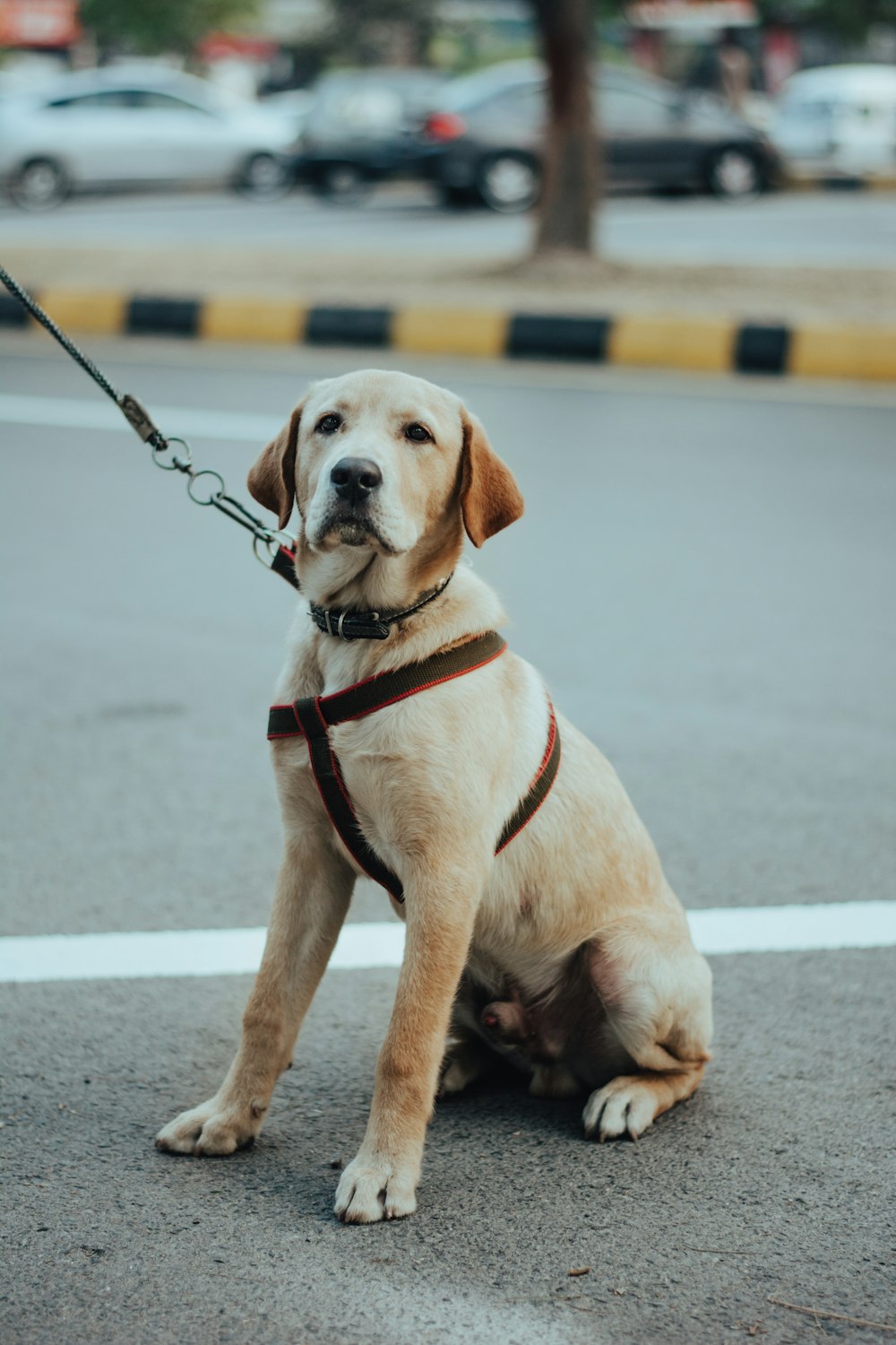 yellow labrador retriever puppy with black leash