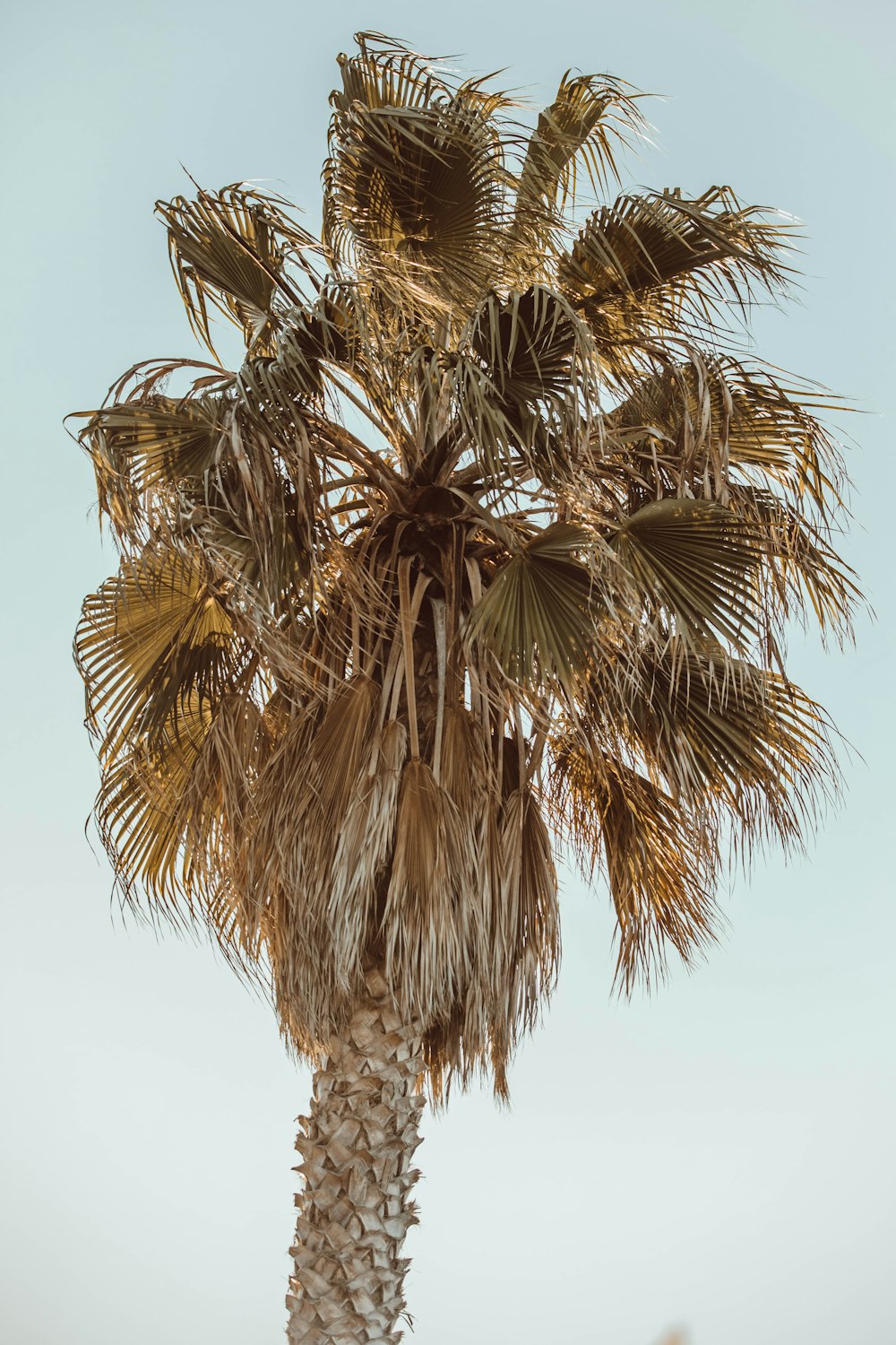 brauner und grüner Baum tagsüber unter weißem Himmel