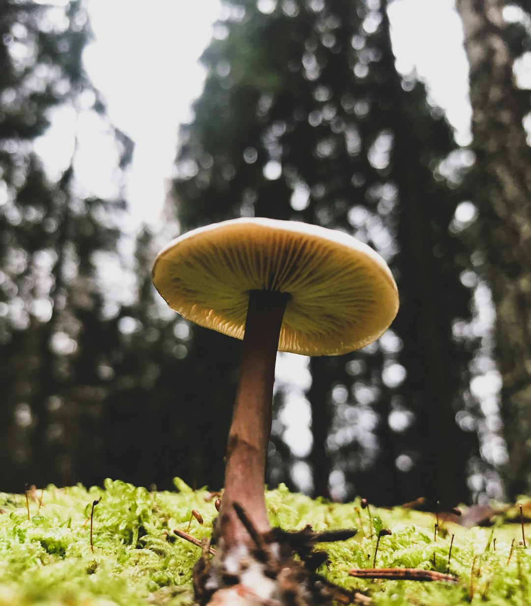 brown mushroom in green grass during daytime