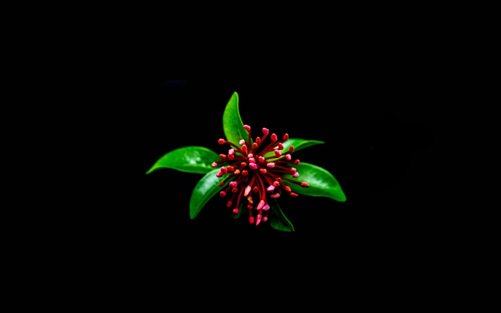 red and green leaves with black background