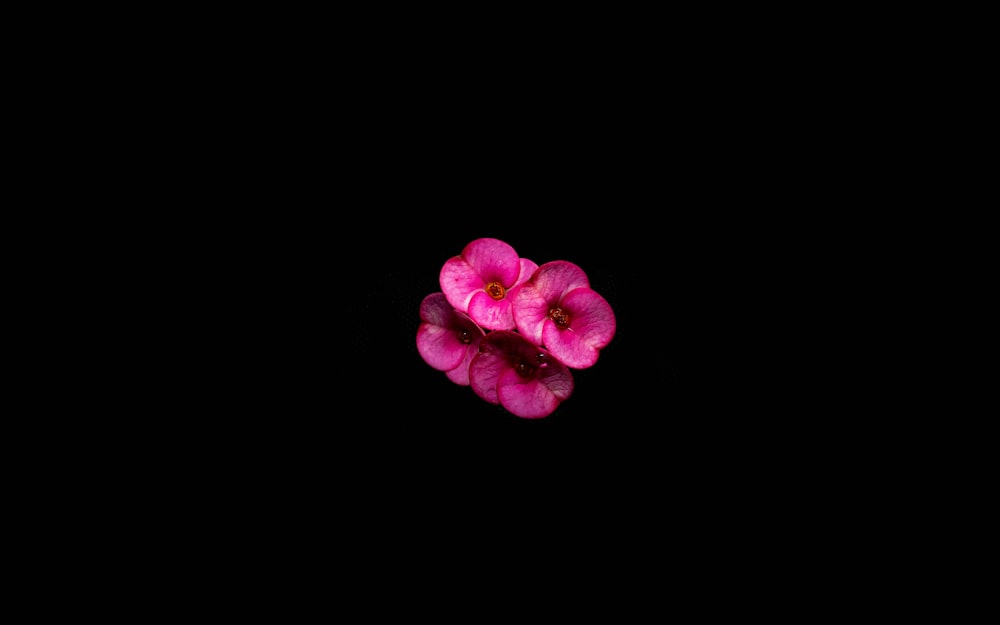 pink flower in black background