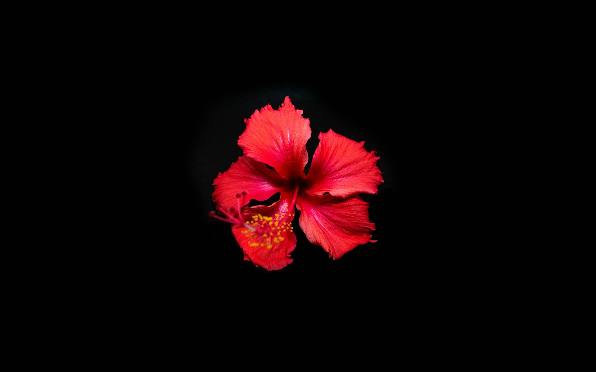 pink hibiscus in bloom close up photo