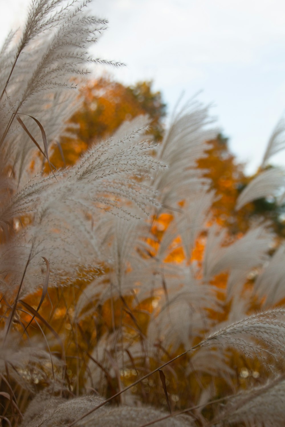 brown and white grass during daytime