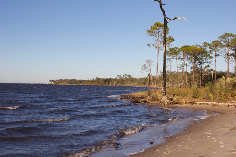 green trees near body of water during daytime