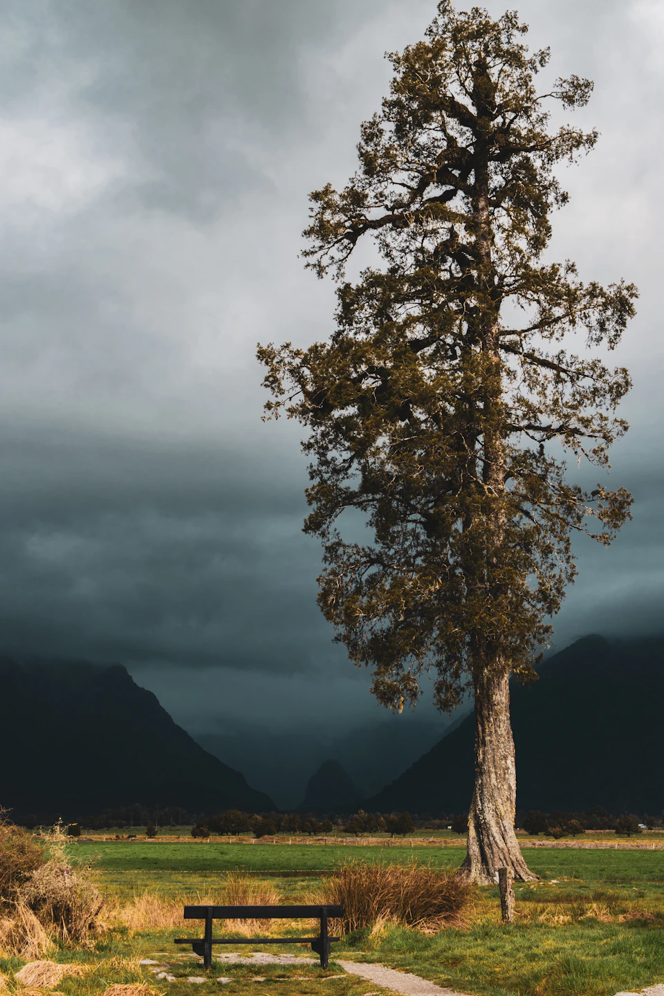 Serene landscape with a tall tree on a dirt path surrounded by lush greenery