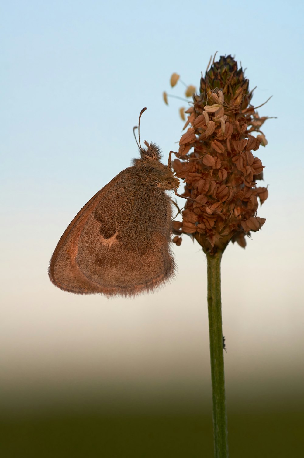 brown butterfly perched on brown flower in close up photography during daytime