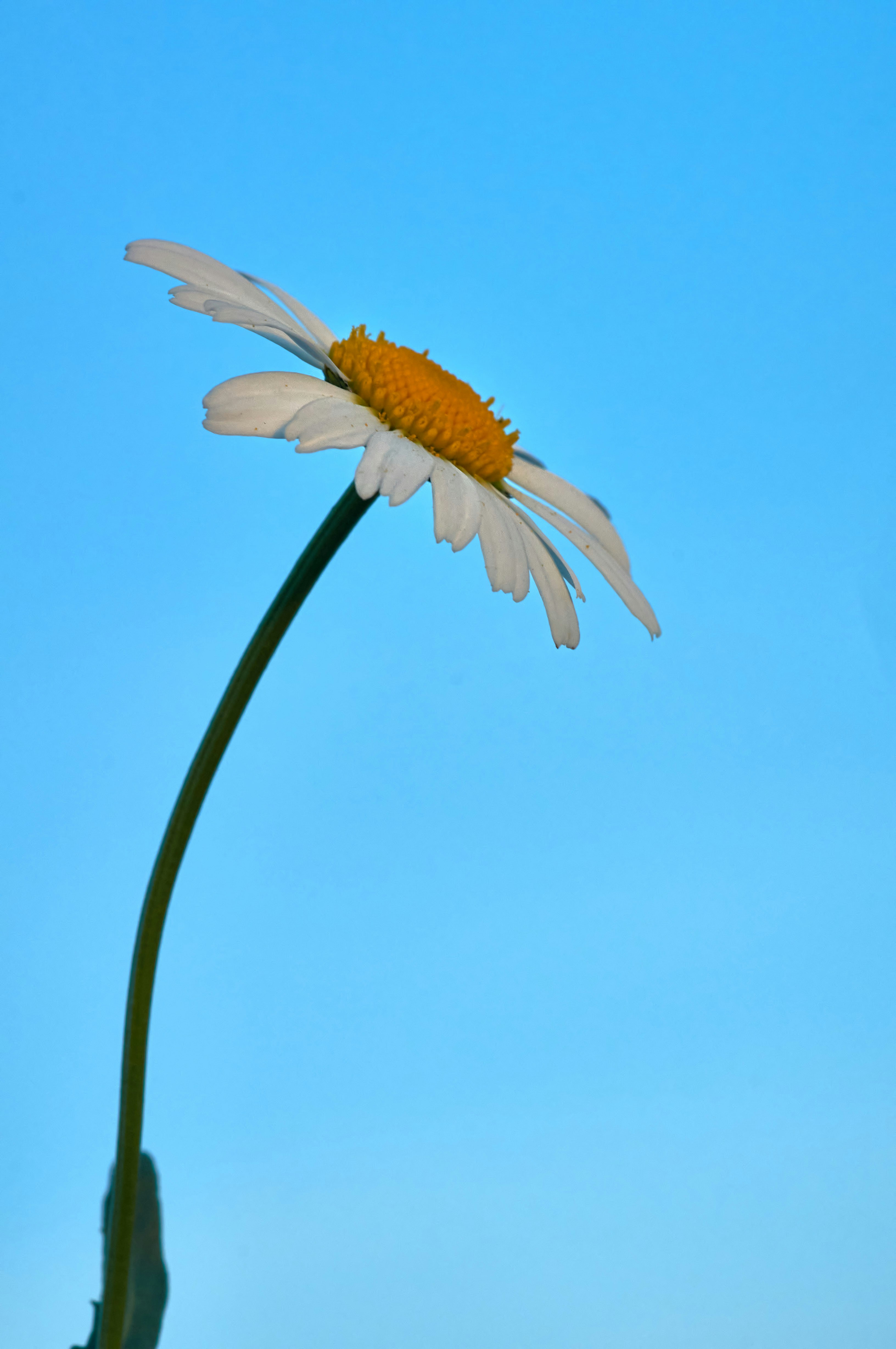 Photo by wolfgang_hasselmann