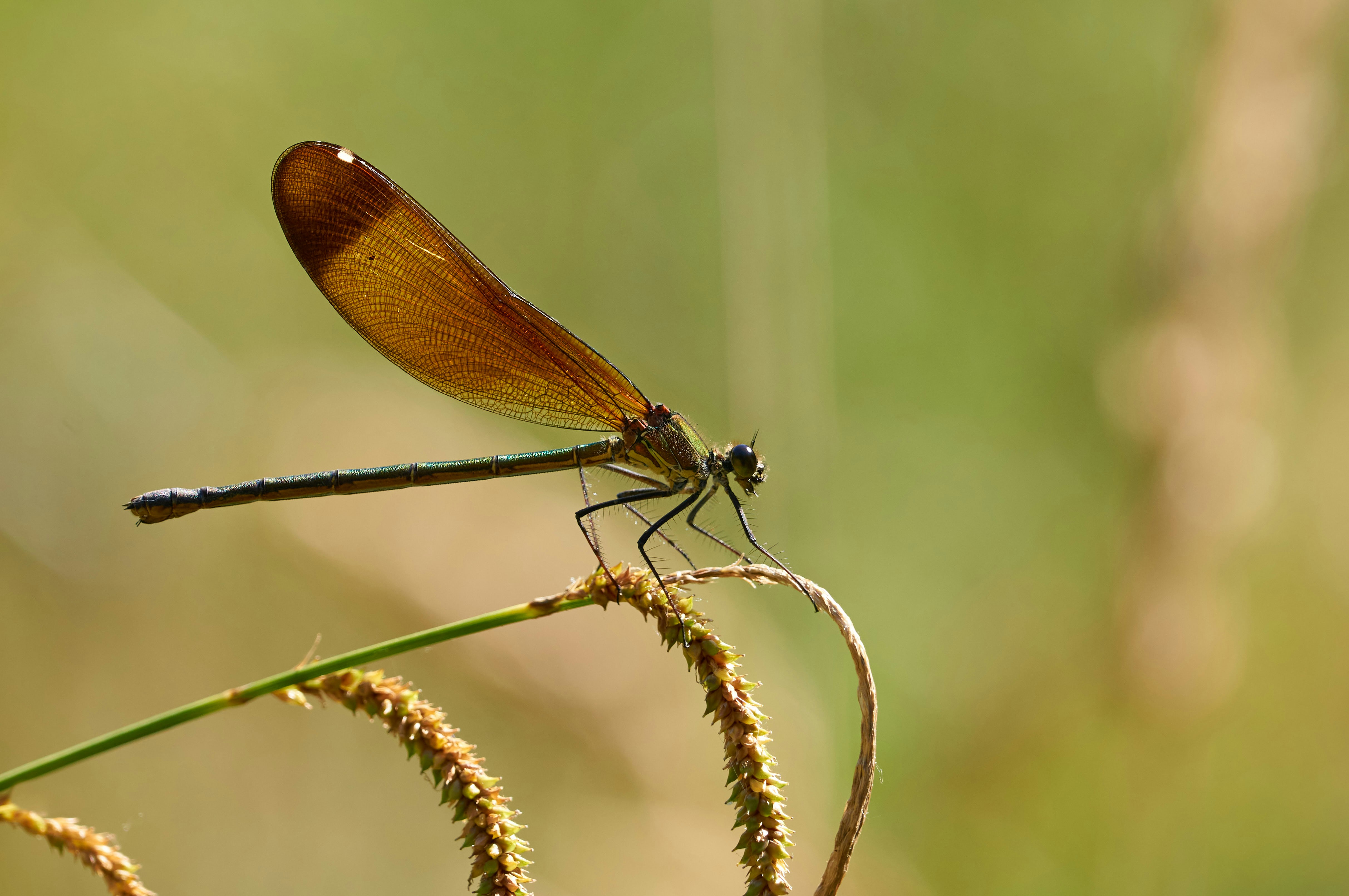 Photo by wolfgang_hasselmann