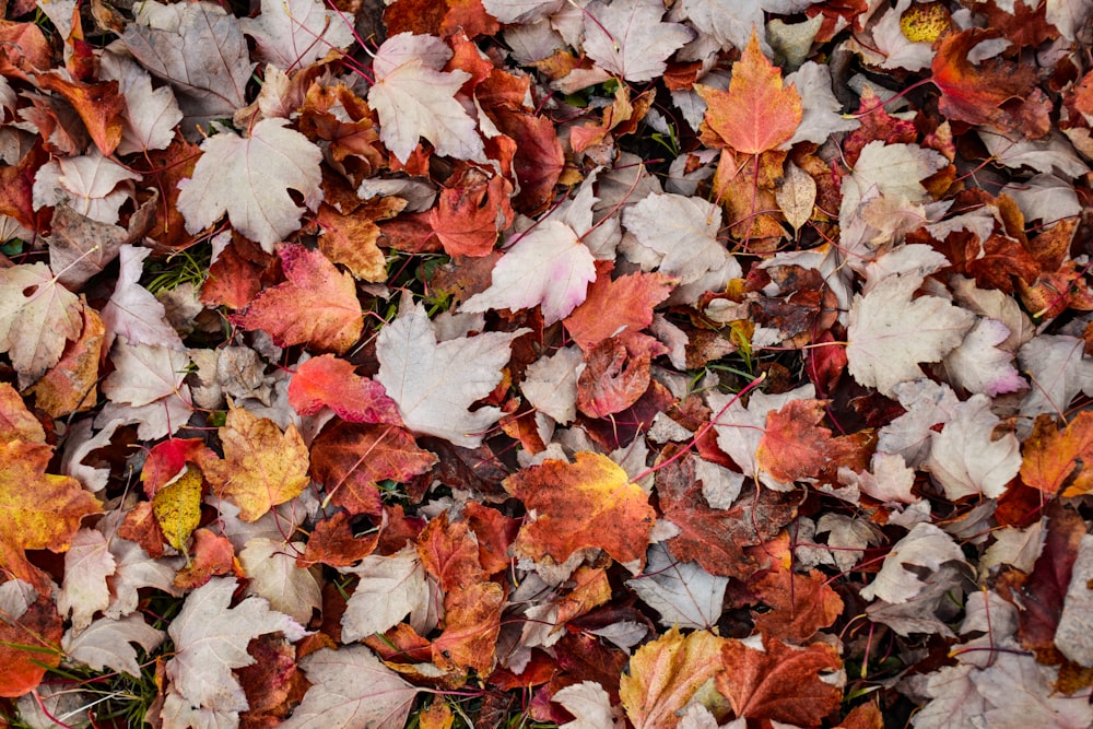 red and white maple leaves on ground