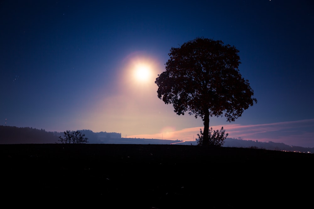 silhouette of tree during sunset