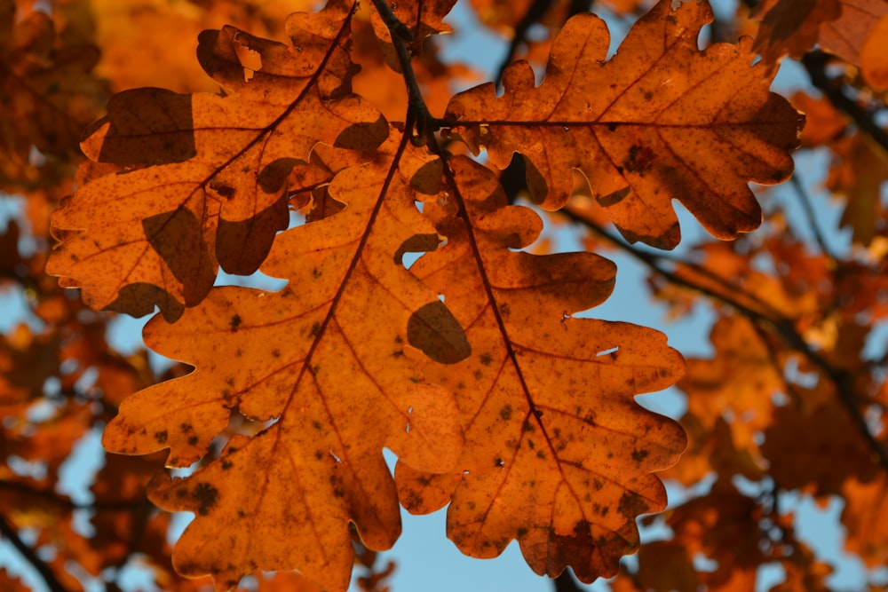 클로즈업 사진의 갈색 잎
