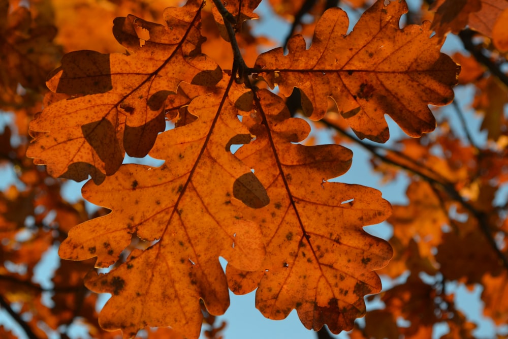 brown leaves in close up photography